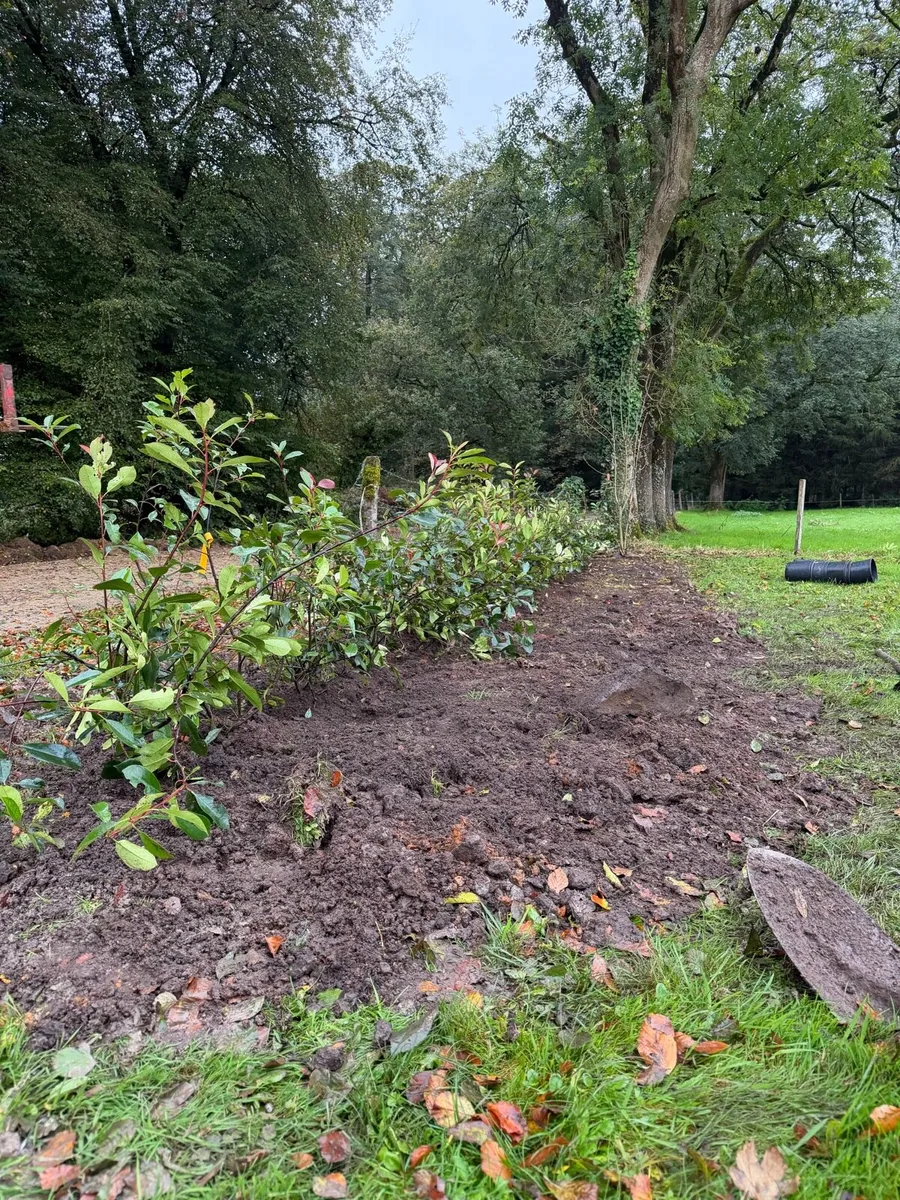 Red Robin Hedging (Mature) - Image 2