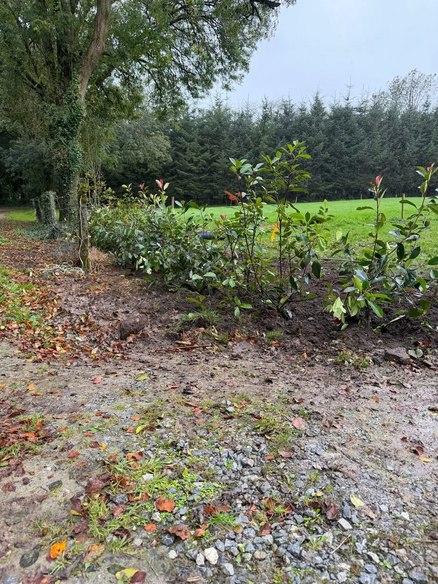 Red Robin Hedging (Mature) - Image 1