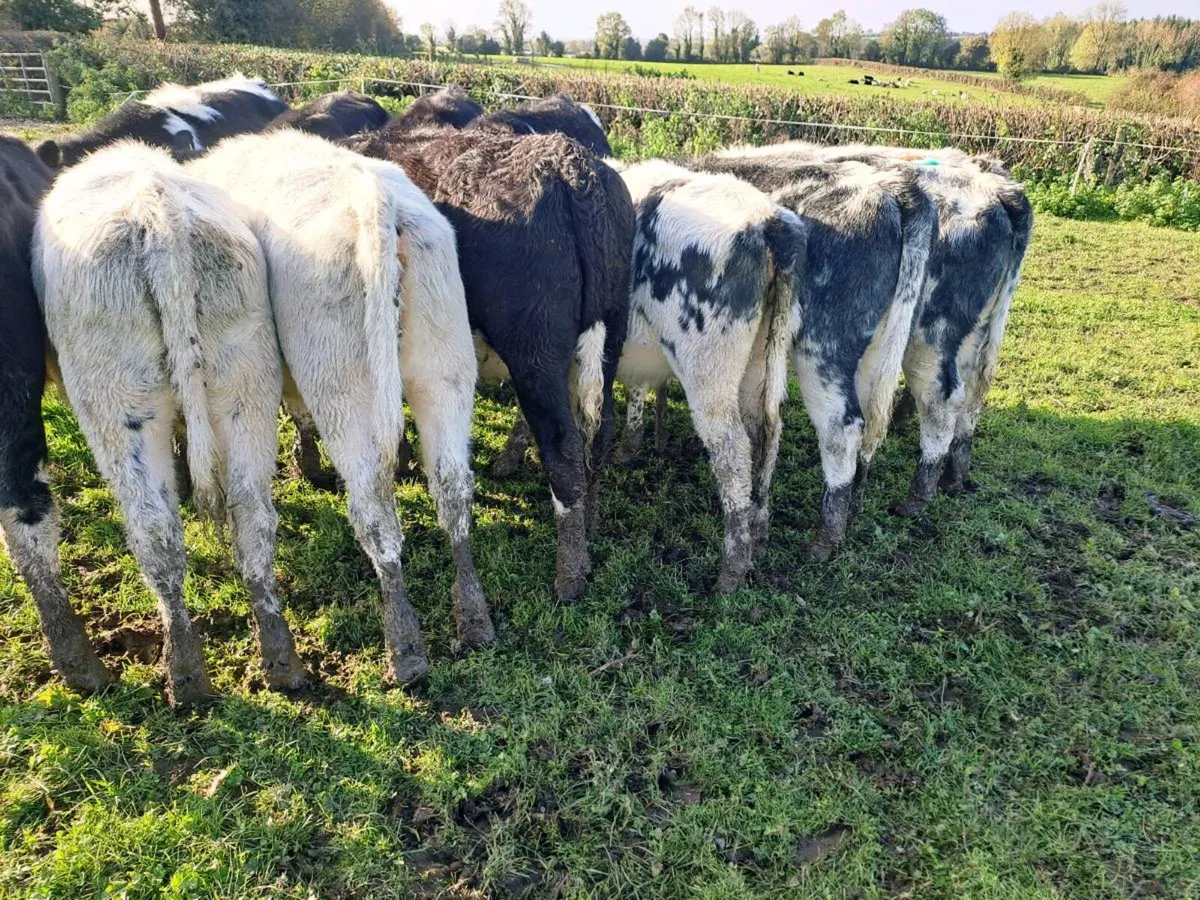 18 Super Heifer weanlings 250kgs - Image 2