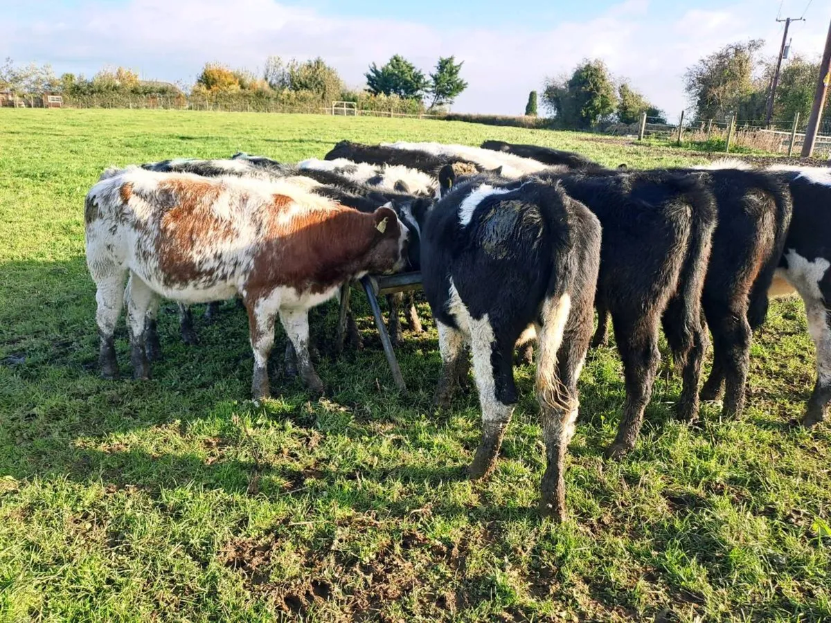 18 Super Heifer weanlings 250kgs - Image 1