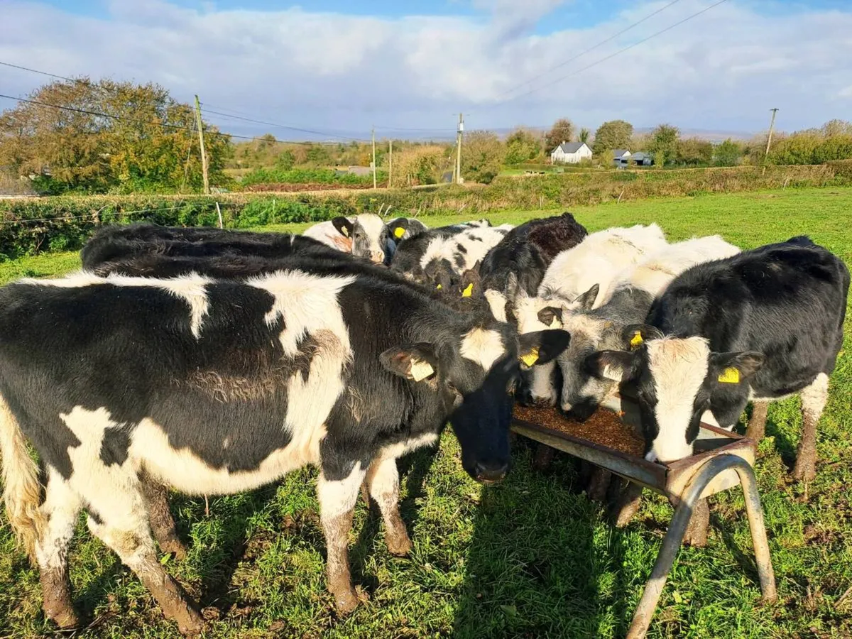 18 Super Heifer weanlings 250kgs - Image 3