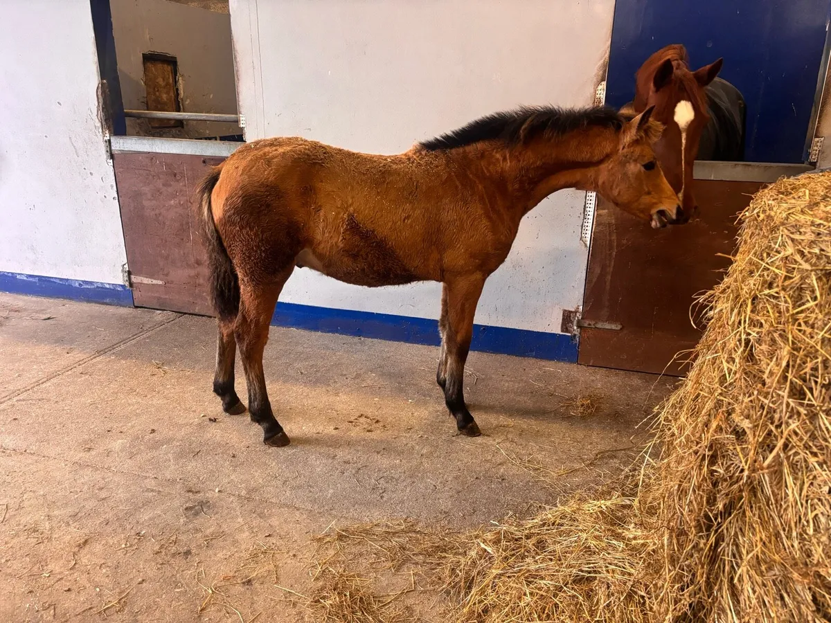 Connemara Foals - Image 1