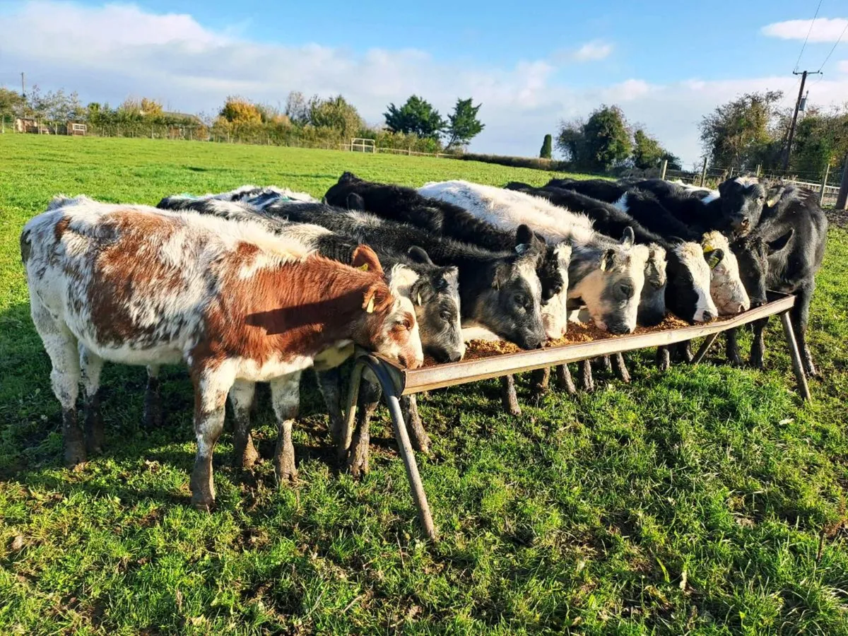 18 Super Heifer weanlings 250kgs - Image 1