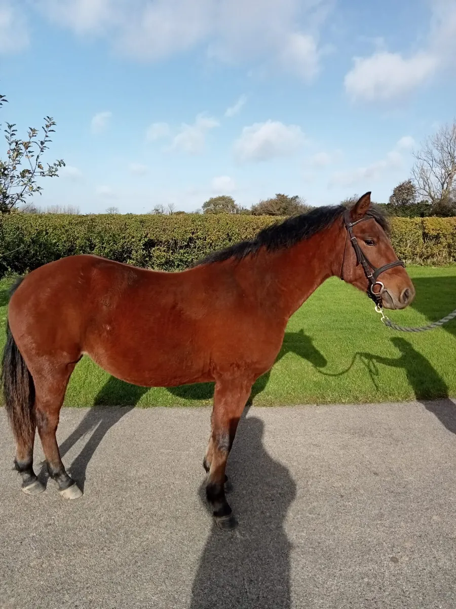 Connemara bay yearling filly - Image 1