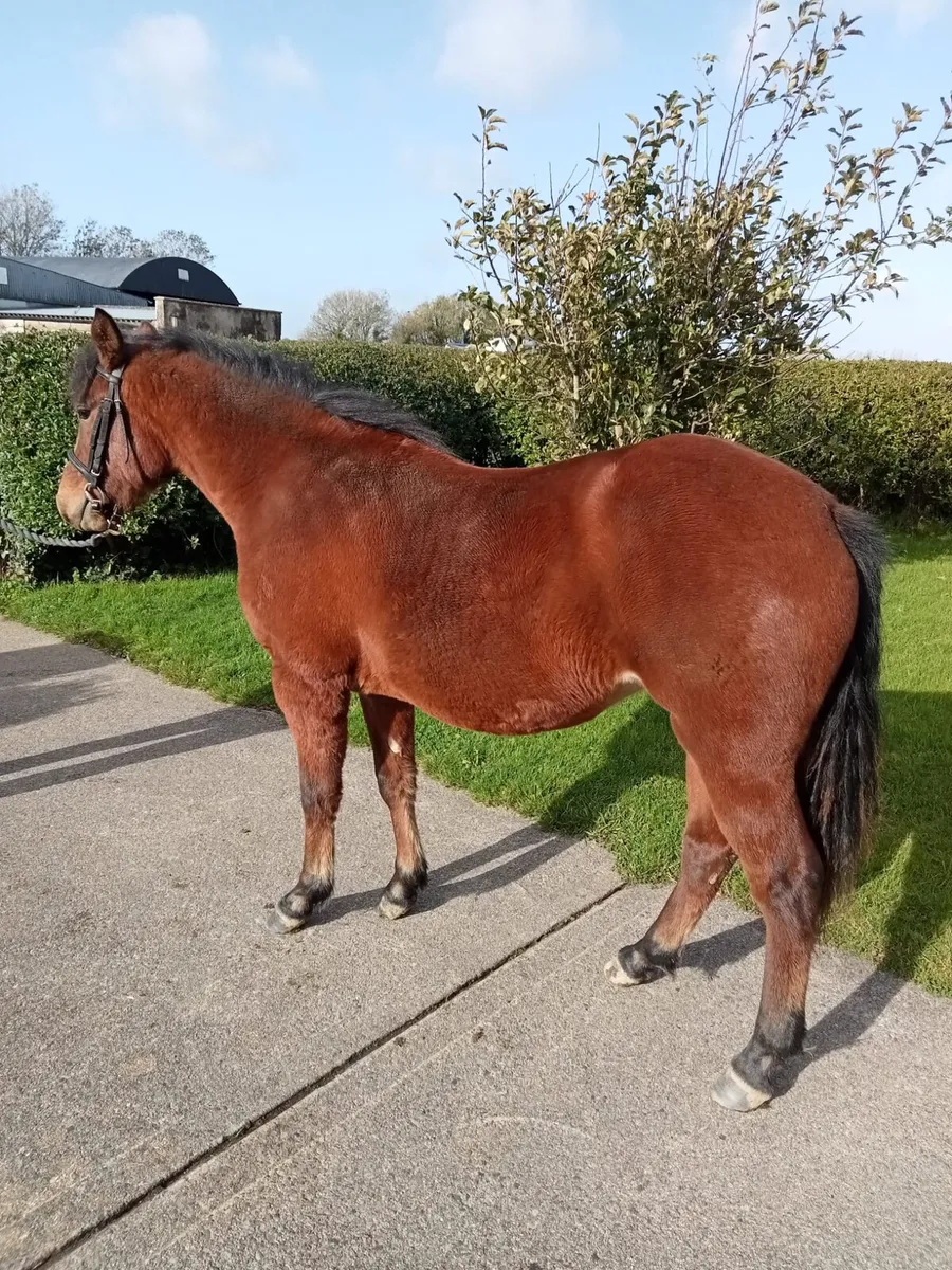 Connemara bay yearling filly - Image 2