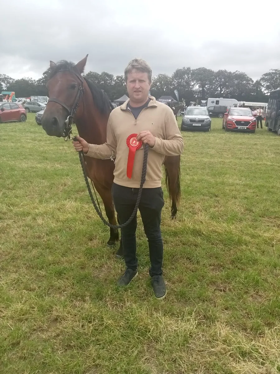 Connemara bay yearling filly - Image 4