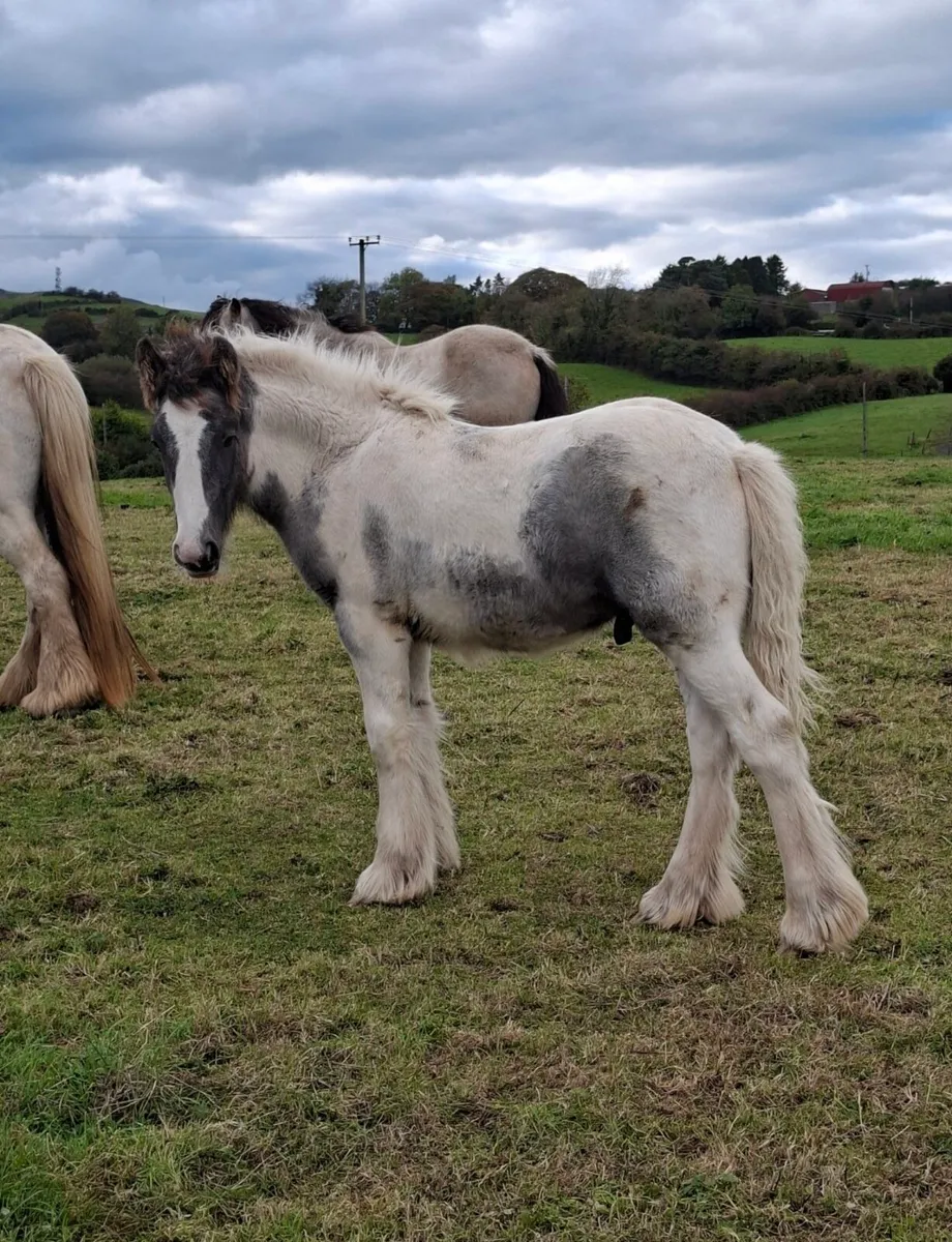 Heavy Cob Colt Foals. - Image 3