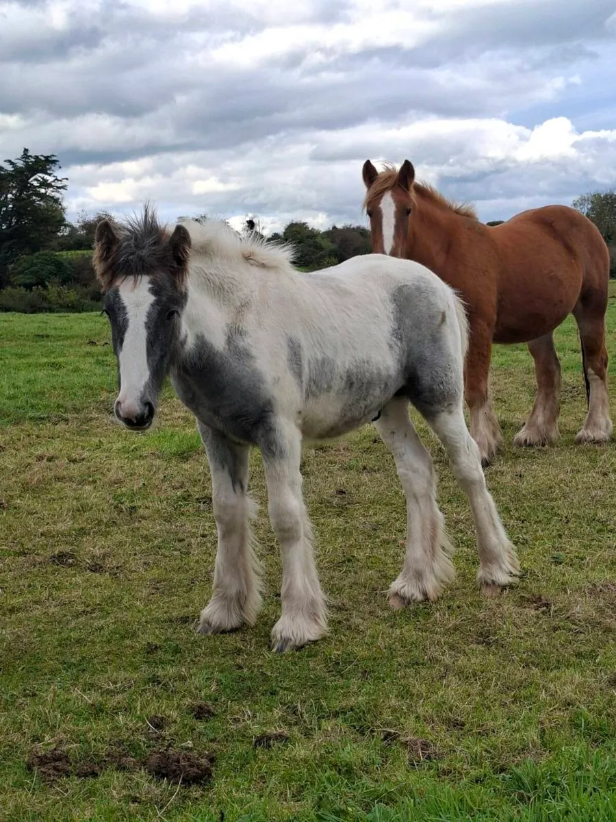 Heavy Cob Colt Foals. - Image 4
