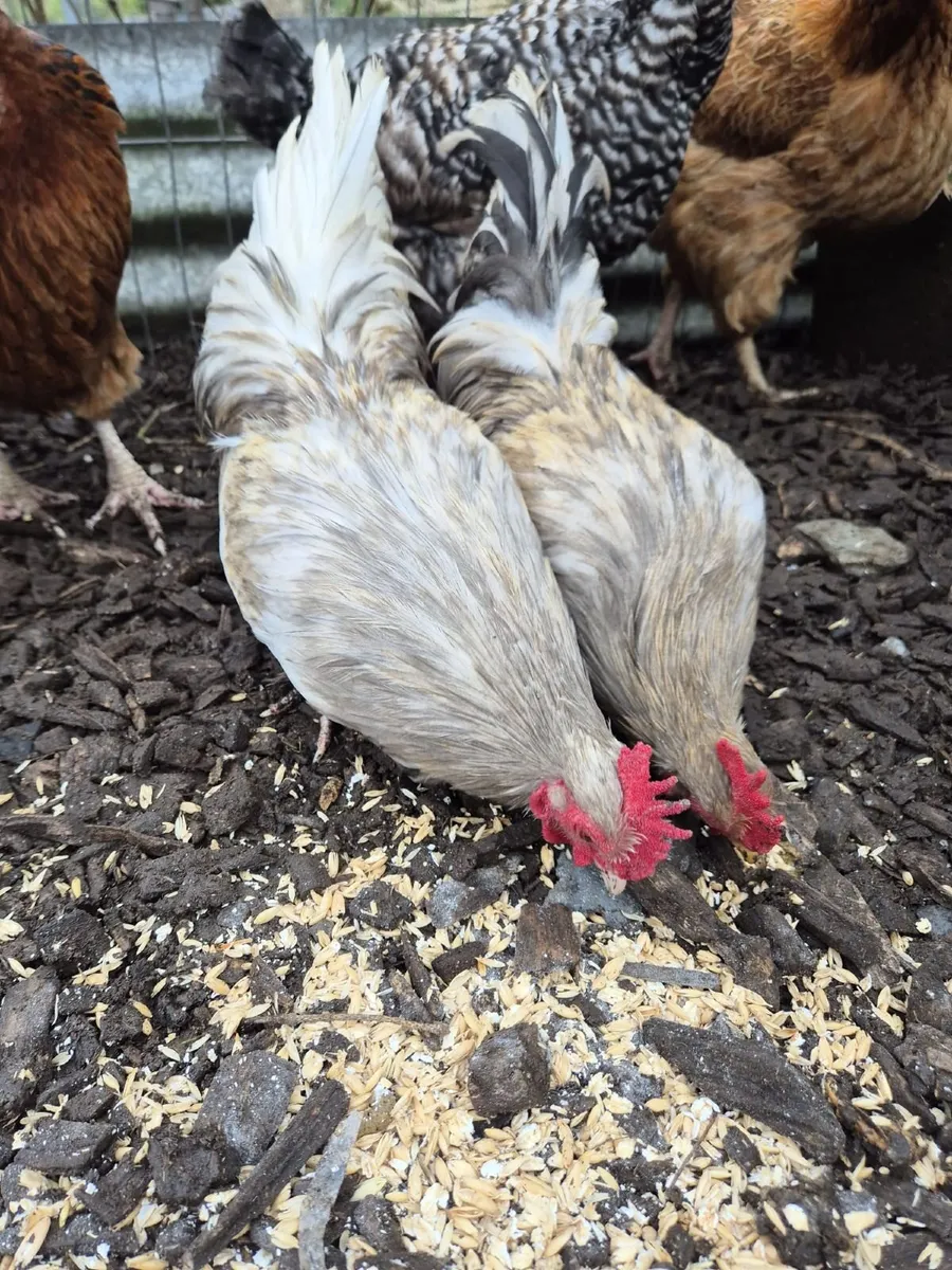 Bantom roosters - Image 1