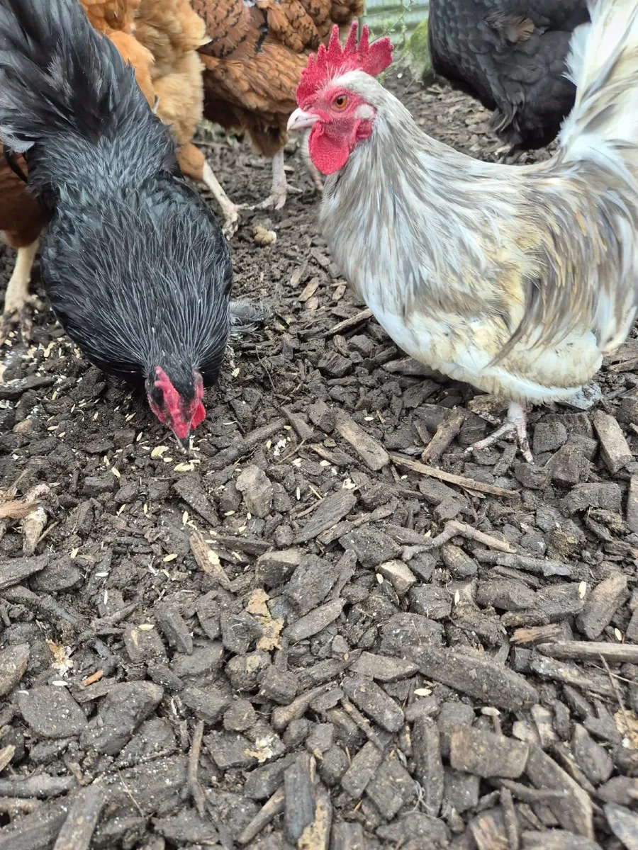 Bantom roosters - Image 3