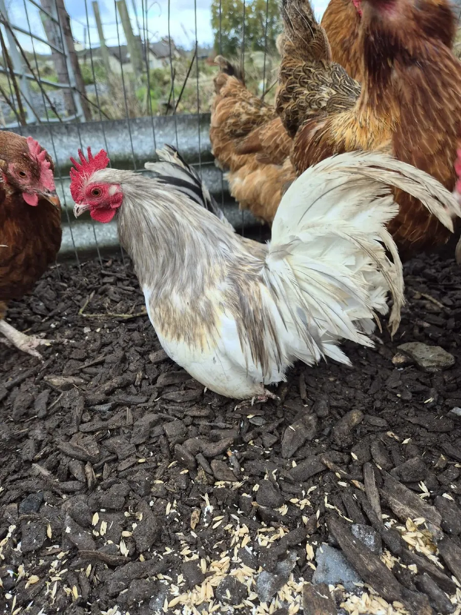 Bantom roosters - Image 2