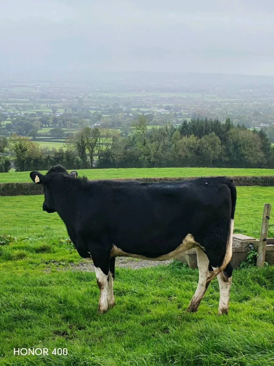 Livestock - Image 3