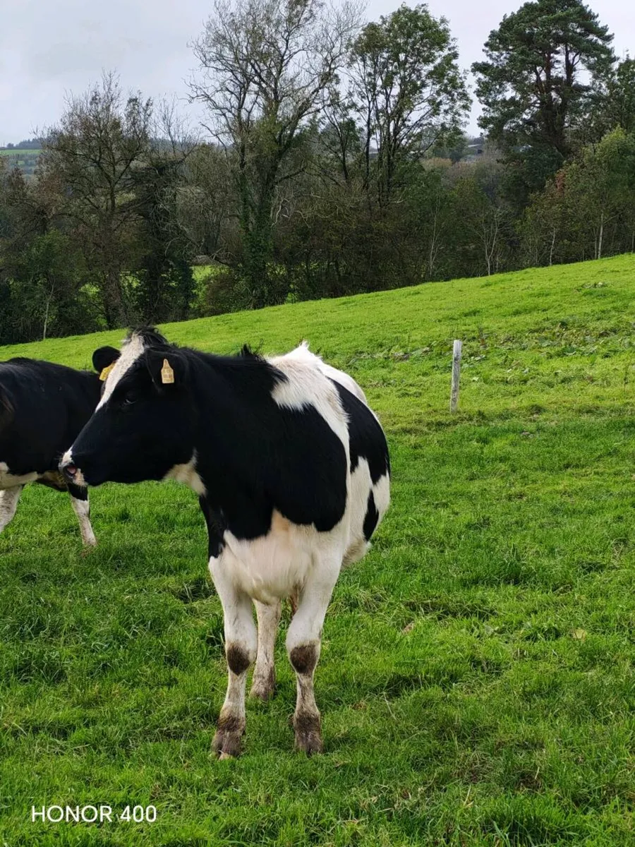 Livestock - Image 4