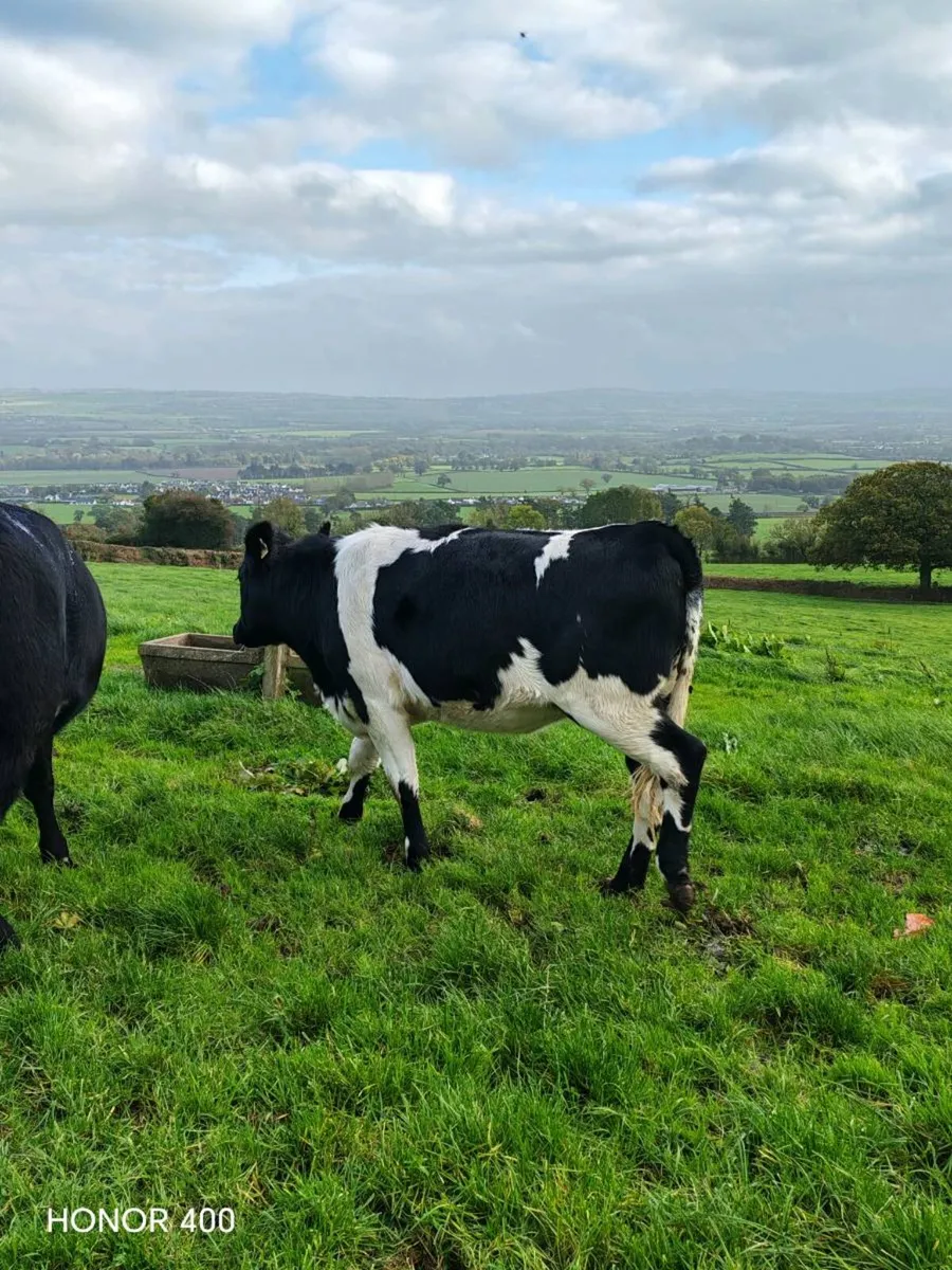 Livestock - Image 1