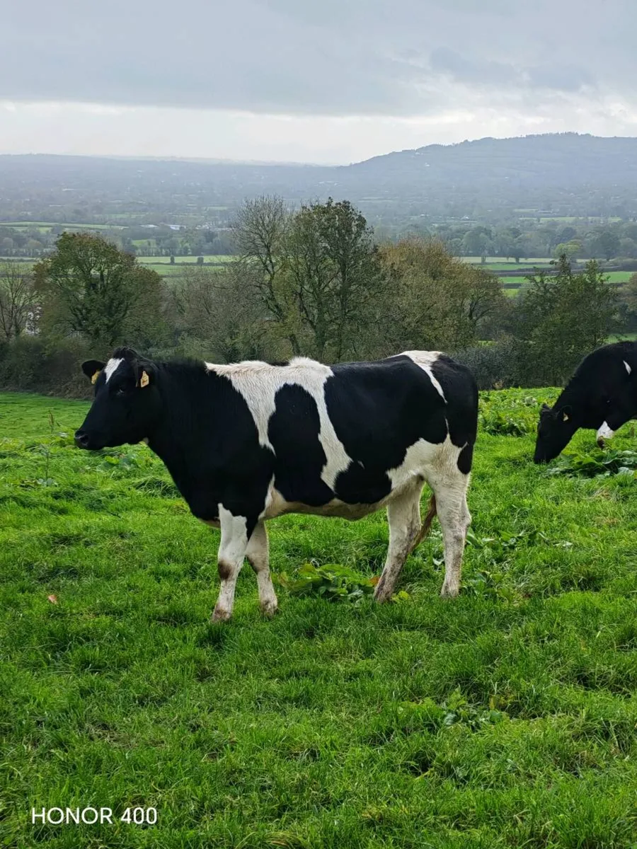 Livestock - Image 2