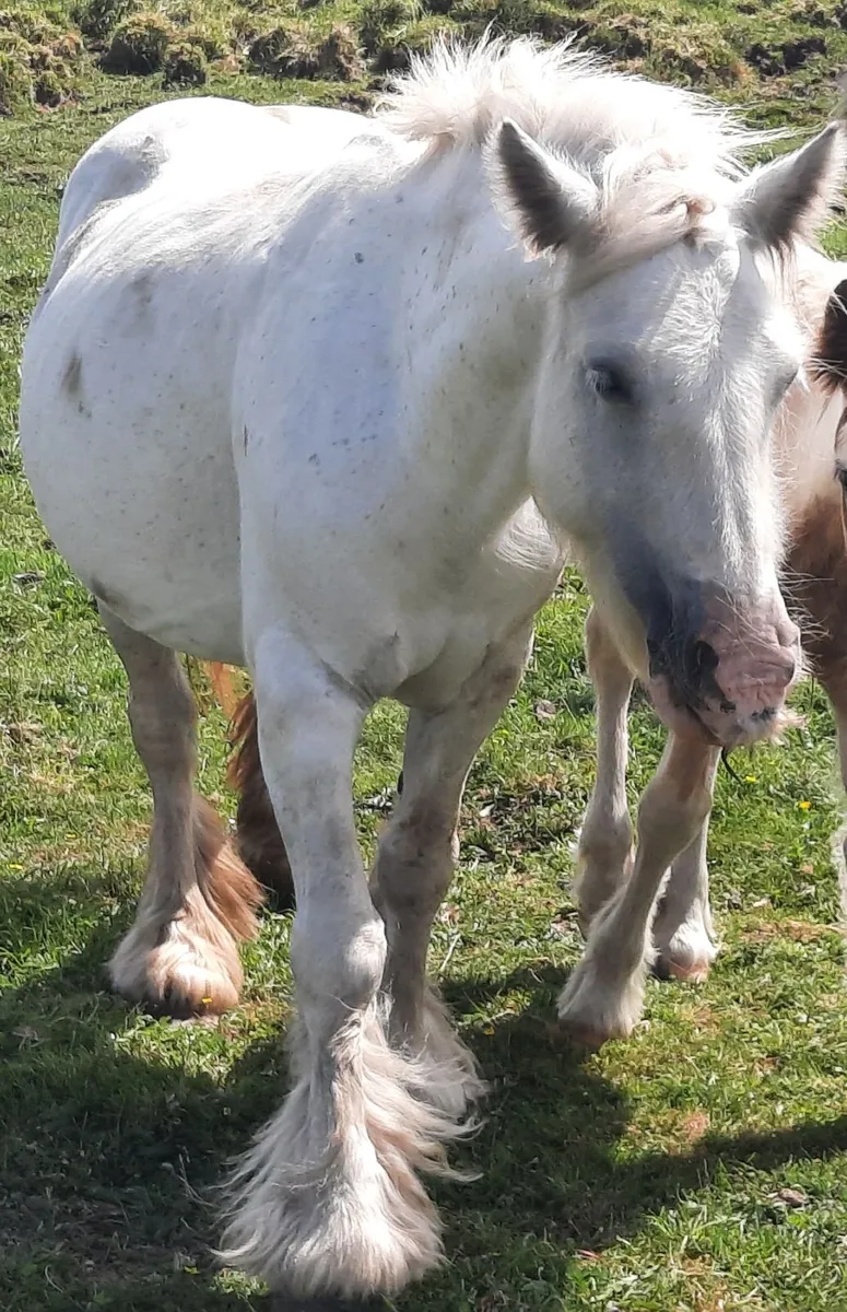 Heavy Cob Mare - Image 3