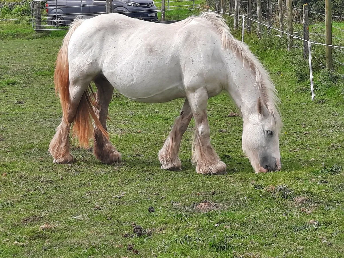 Heavy Cob Mare - Image 2