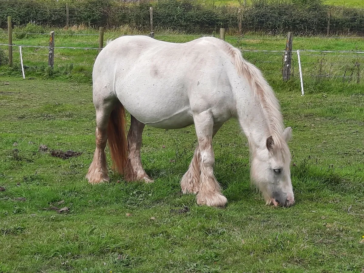 Heavy Cob Mare - Image 4