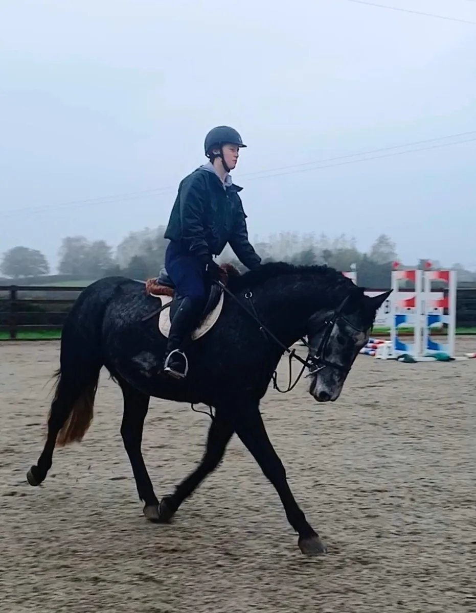 4 yr old ISH gelding - Image 1
