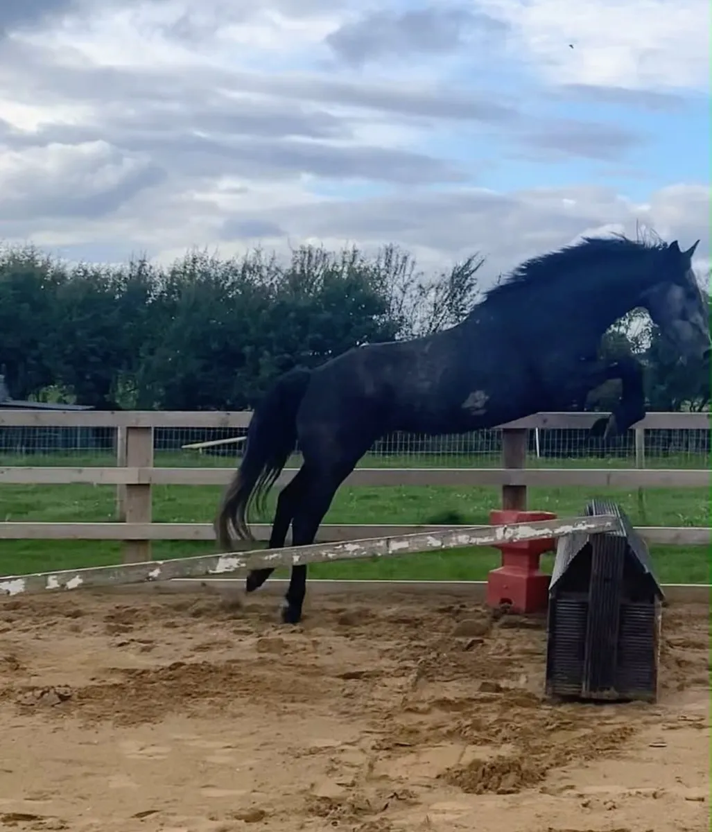 4 yr old ISH gelding - Image 2
