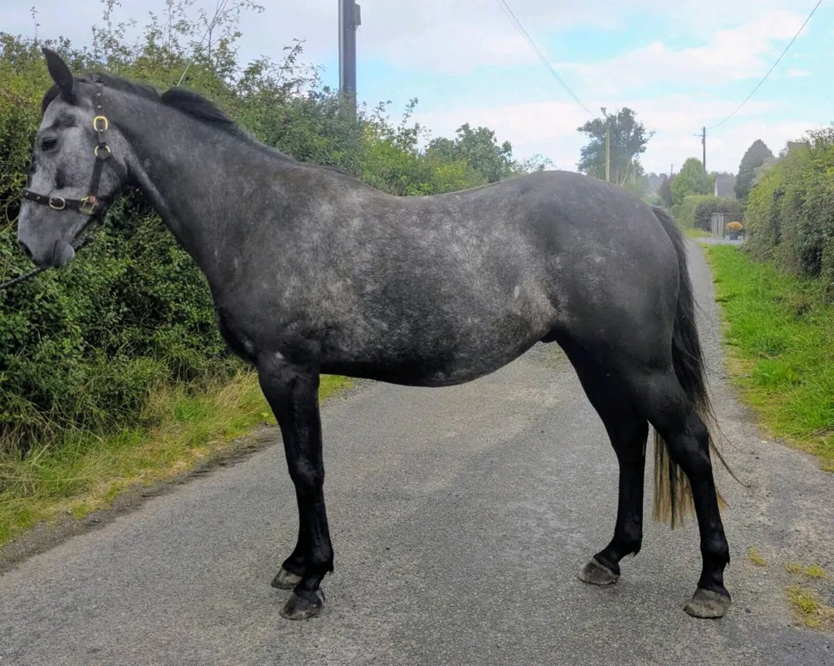 4 yr old ISH gelding - Image 3