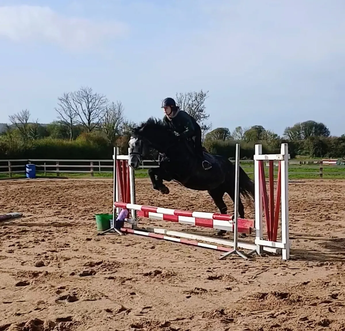 4 yr old ISH gelding - Image 4