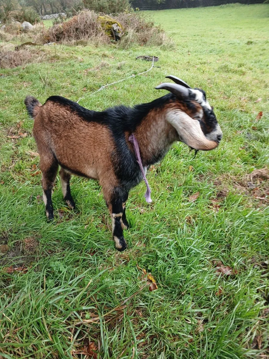 Anglo Nubian Puck Goats - Image 4