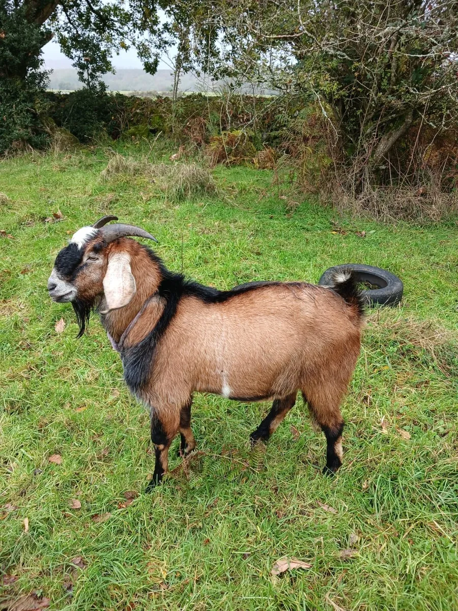 Anglo Nubian Puck Goats - Image 1