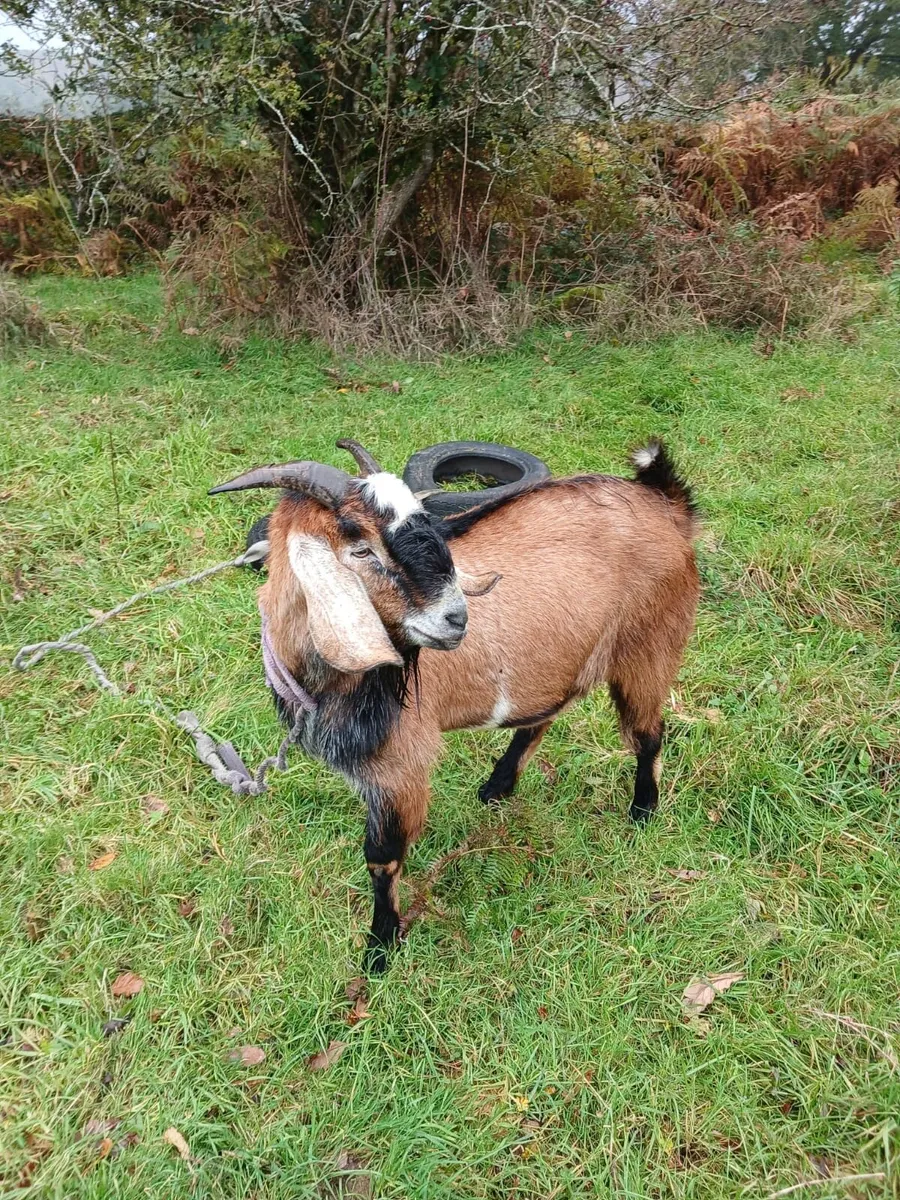 Anglo Nubian Puck Goats - Image 2
