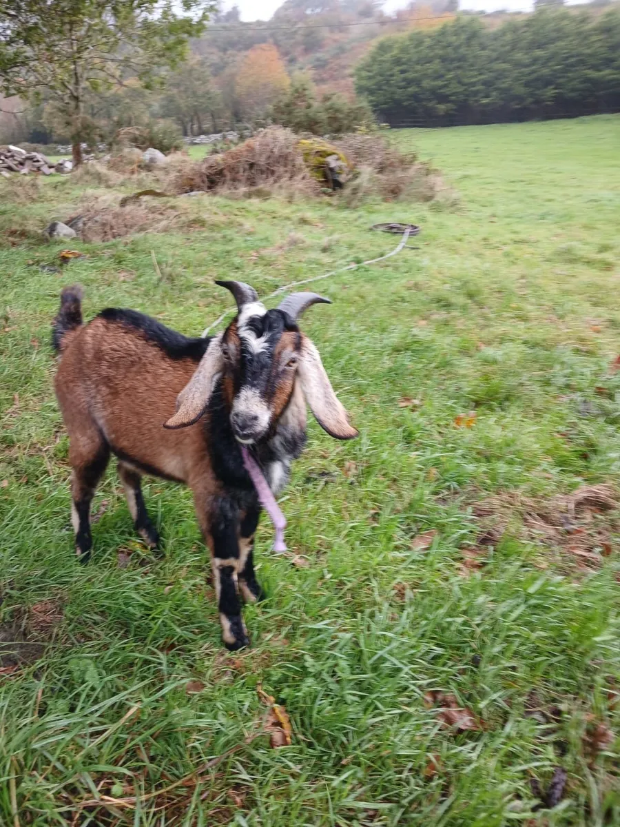 Anglo Nubian Puck Goats - Image 3