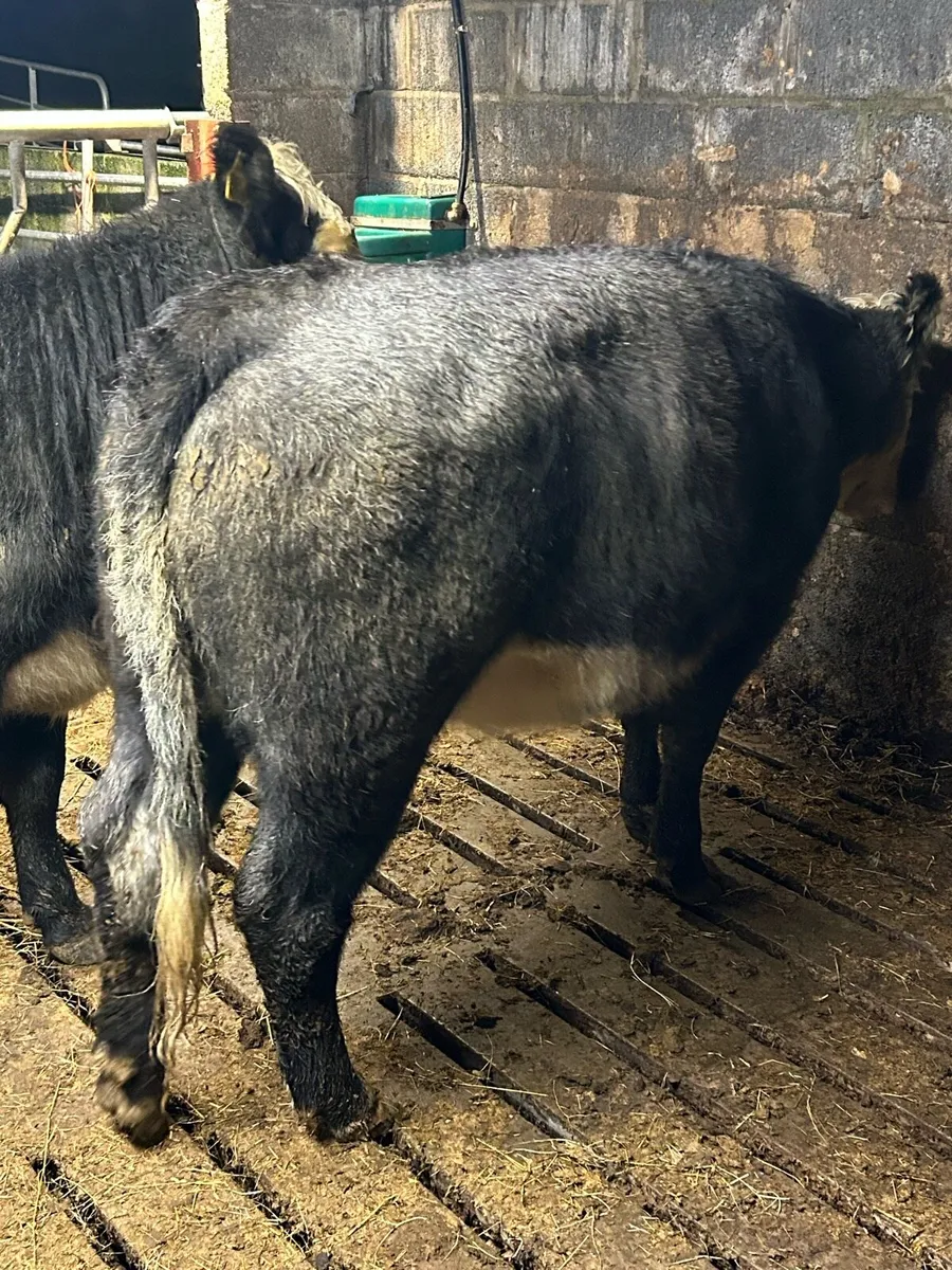 Breeding heifers - Image 1