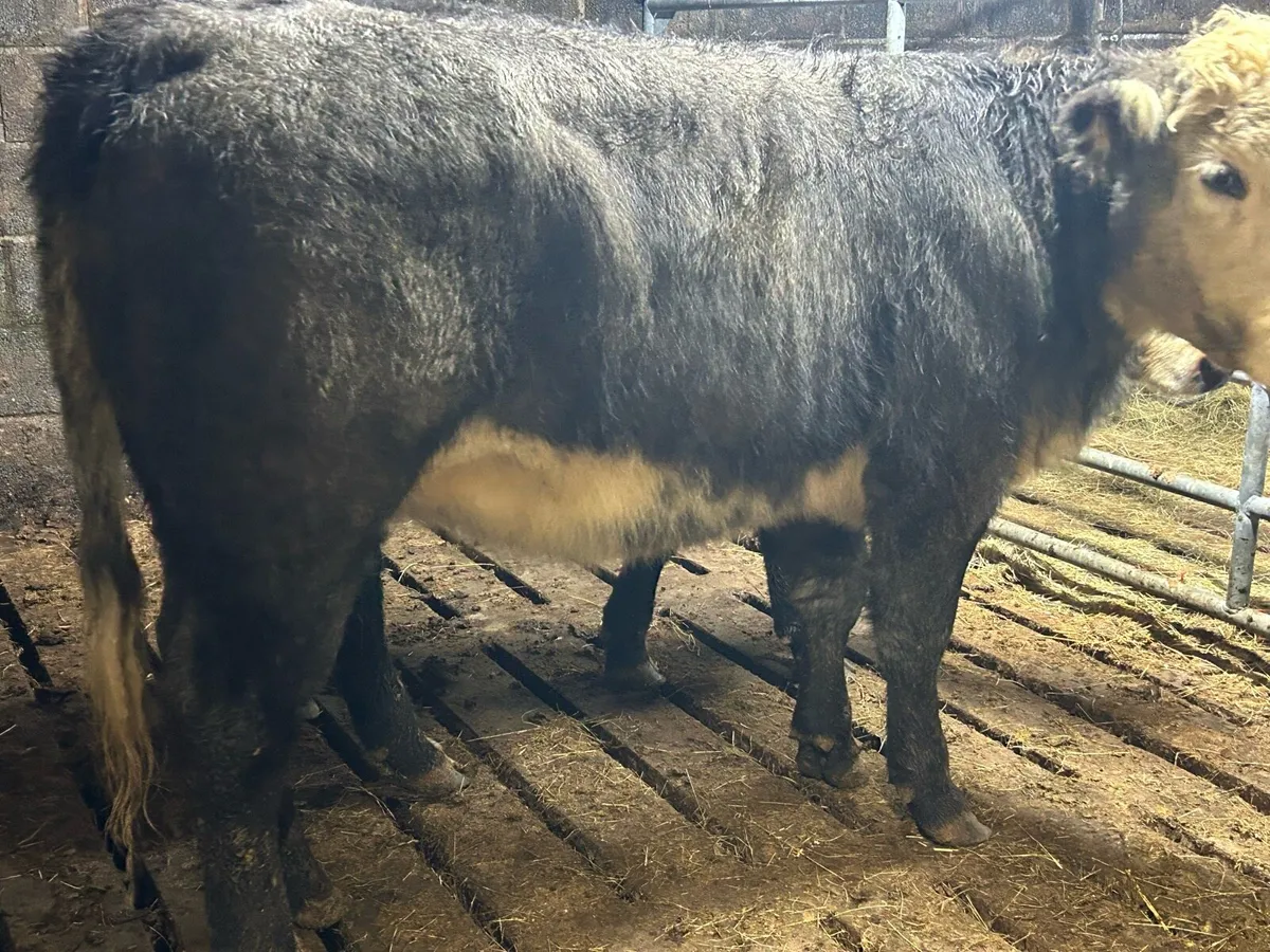 Breeding heifers - Image 2