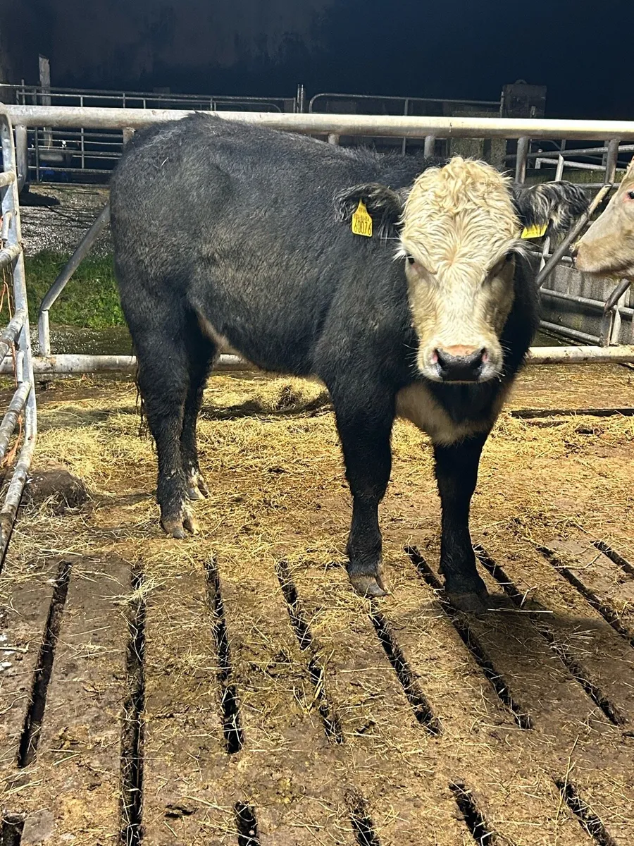 Breeding heifers - Image 3
