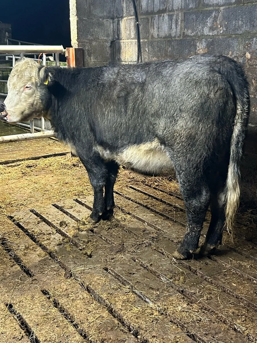 Breeding heifers - Image 4