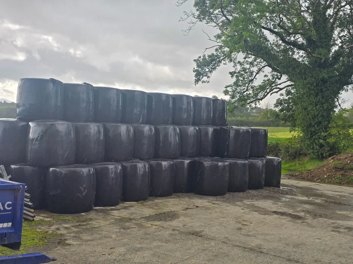 Silage - Image 2