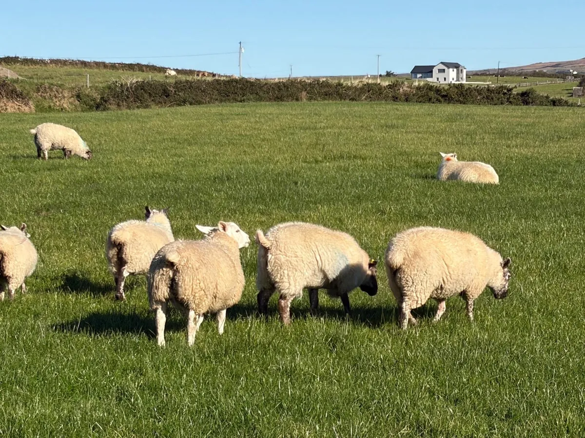 Organic ewe lambs for breeding - Image 1