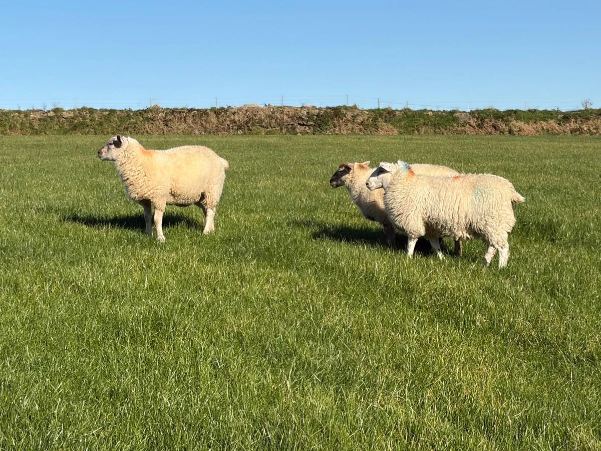 Organic ewe lambs for breeding - Image 2