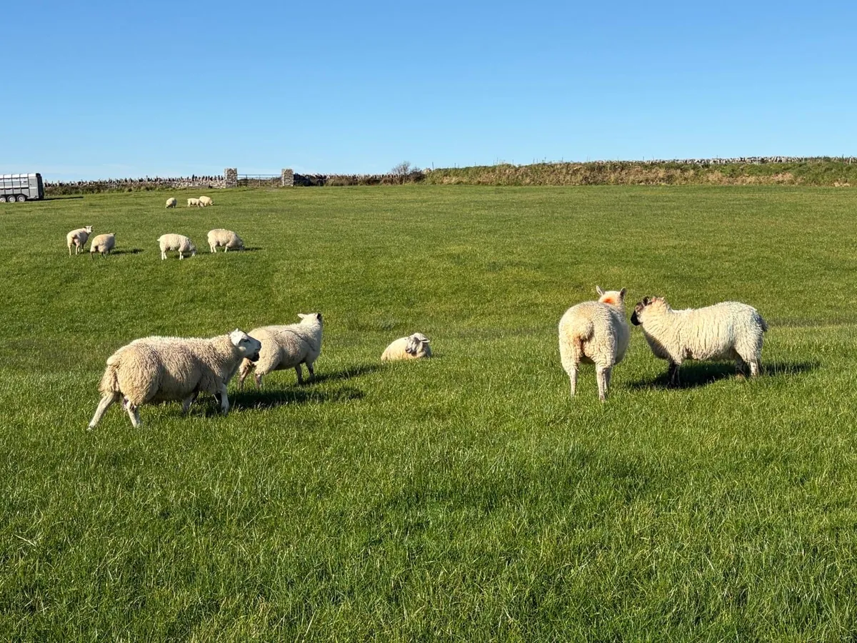 Organic ewe lambs for breeding - Image 3