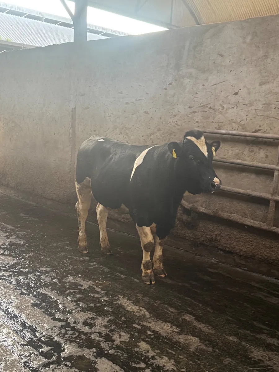 Pedigree Friesan bulls - Image 1