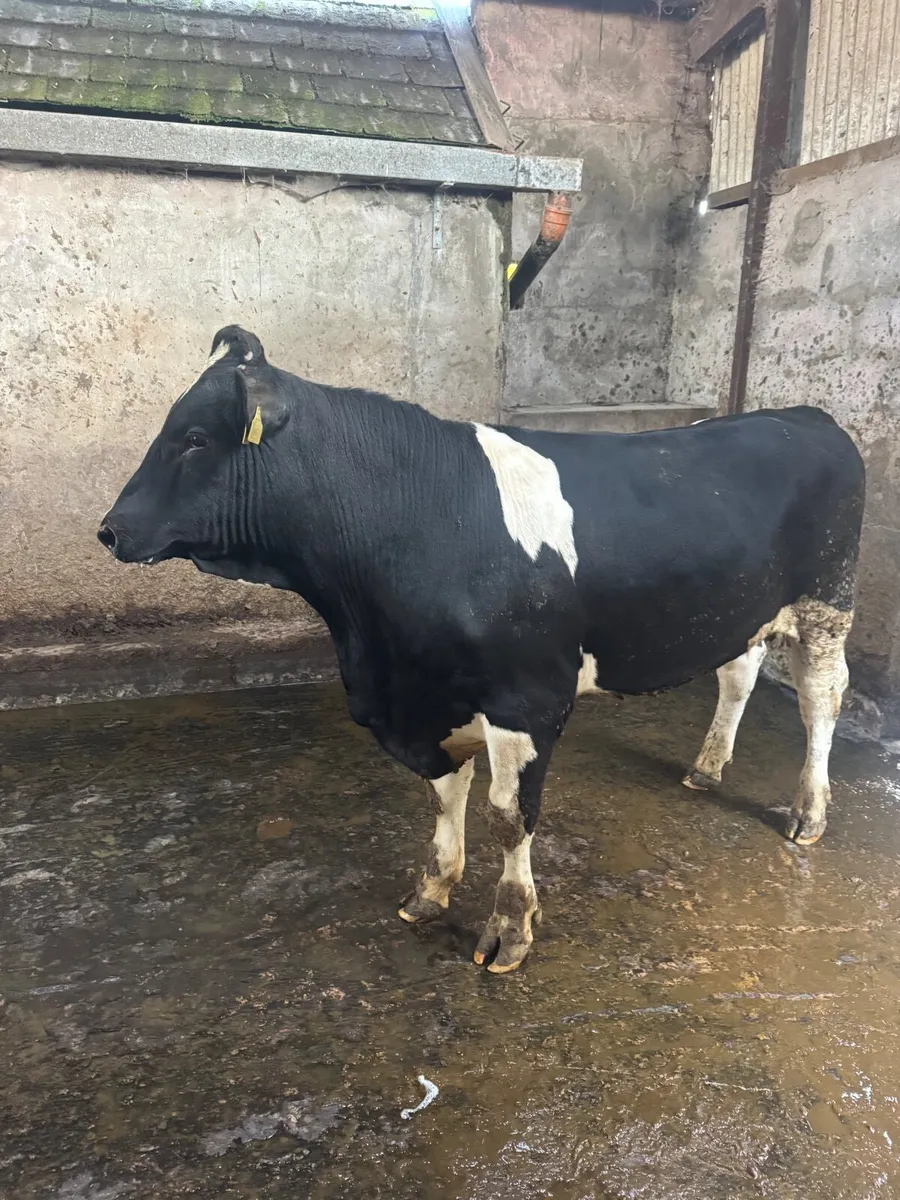 Pedigree Friesan bulls - Image 2