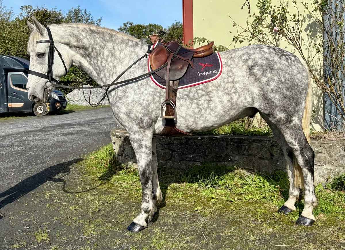 Horse - Image 2