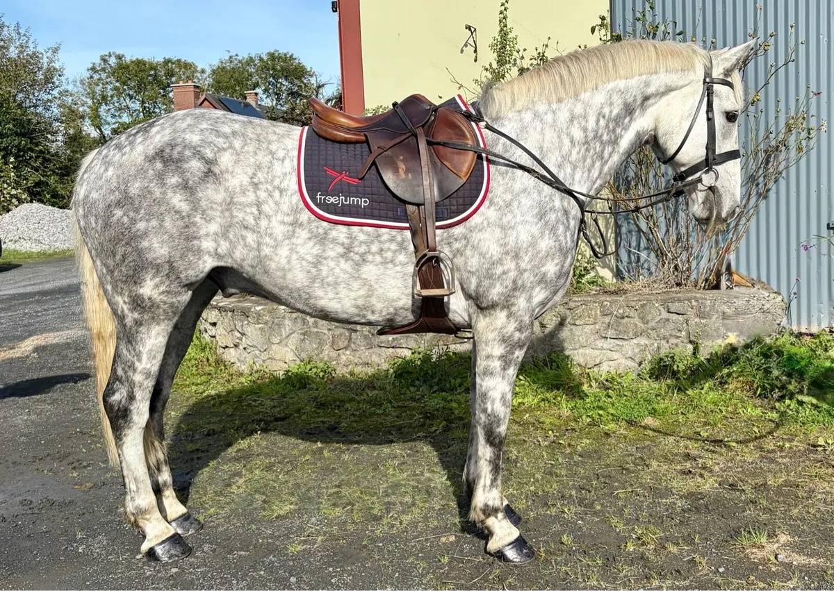 Horse - Image 1