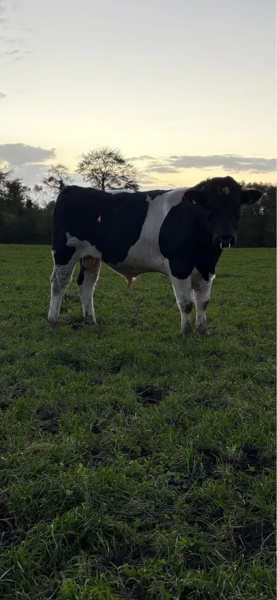 Friesian bulls - Image 1