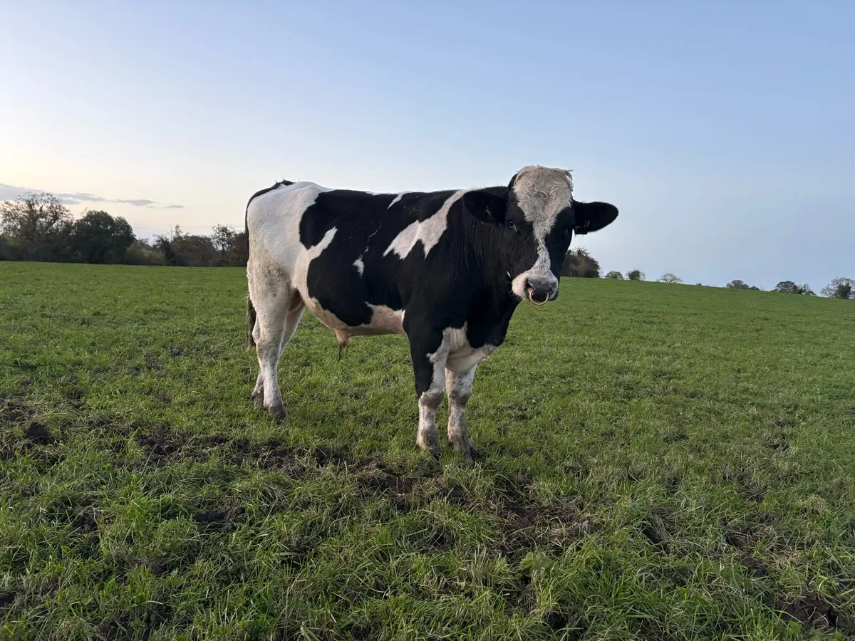 Friesian bulls - Image 3