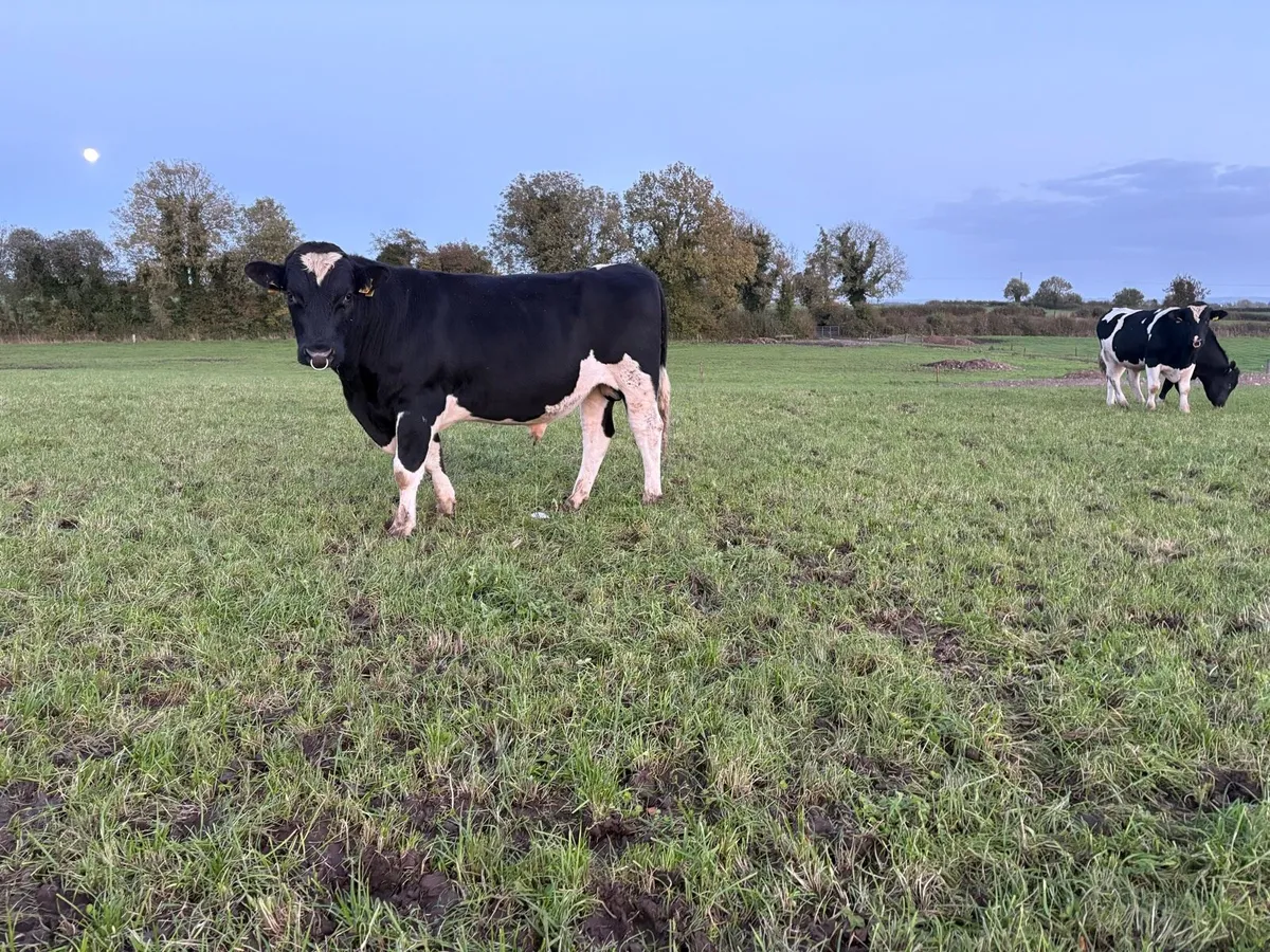 Friesian bulls - Image 4