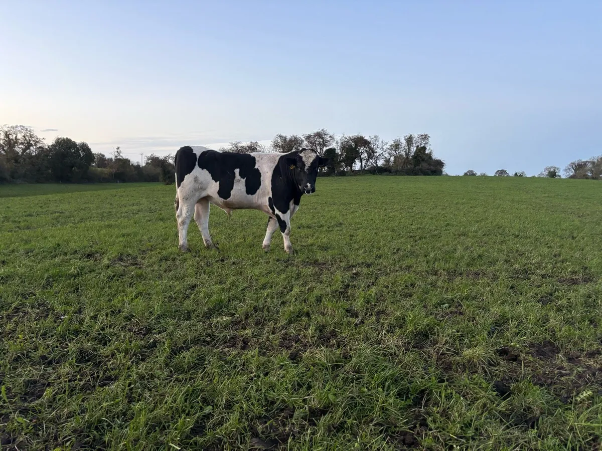 Friesian bulls - Image 2