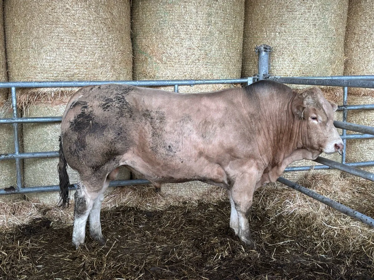 Bull for sale - Image 1