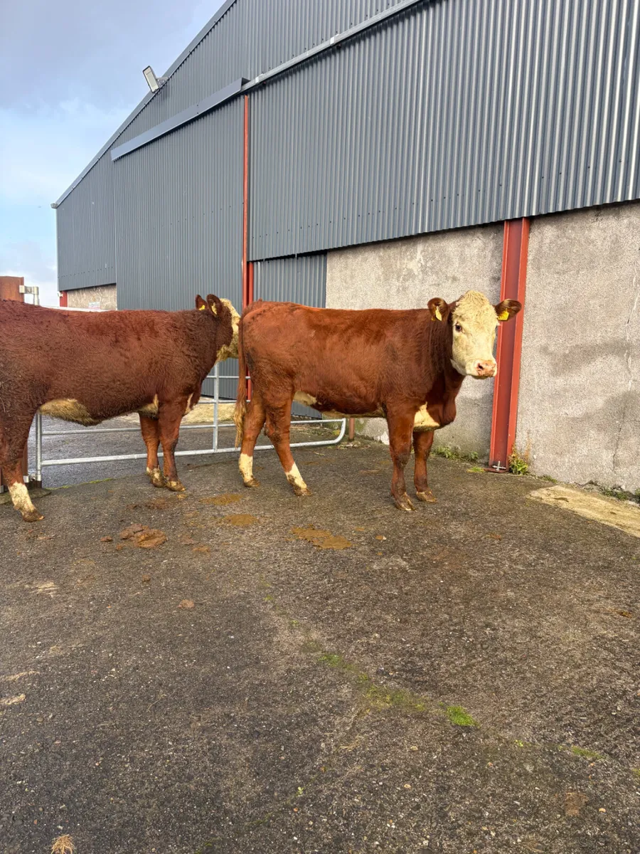 Hereford heifers x2 500kgs  2025 - Image 1