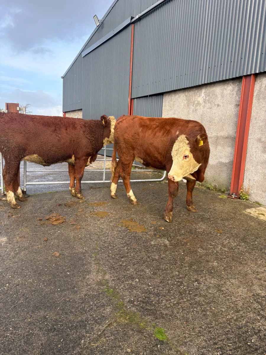 Hereford heifers x2 500kgs  2025 - Image 3