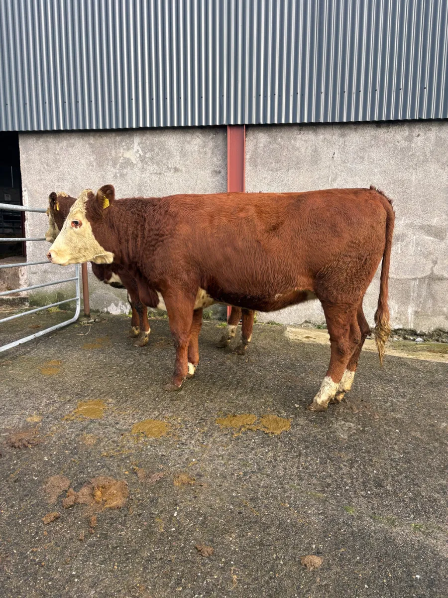Hereford heifers x2 500kgs  2025 - Image 4